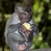 monkey_macaque_balinese_mf_ubud_v_1180_bal4898.jpg
